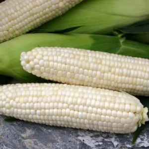 White corn