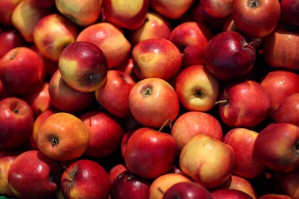 Fresh Apple Fruit